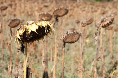 Uçan güvercinler sürüsü