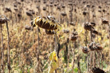 Uçan güvercinler sürüsü