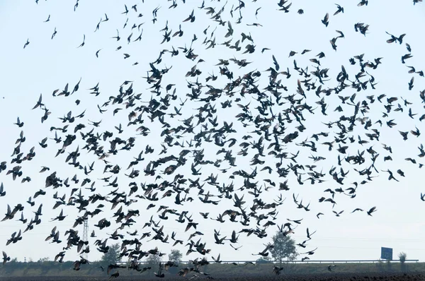 Uçan güvercinler sürüsü