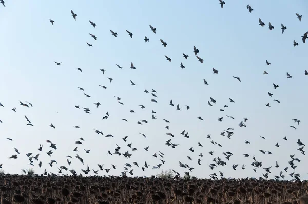 Uçan güvercinler sürüsü