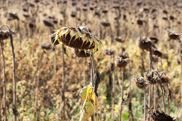 Uçan güvercinler sürüsü