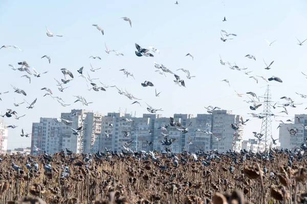 Uçan güvercinler sürüsü