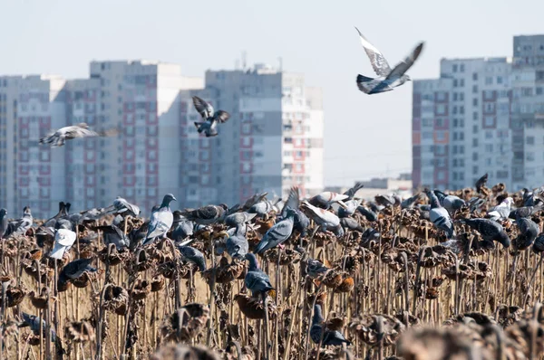 Die fliegende Schar der Tauben — Stockfoto