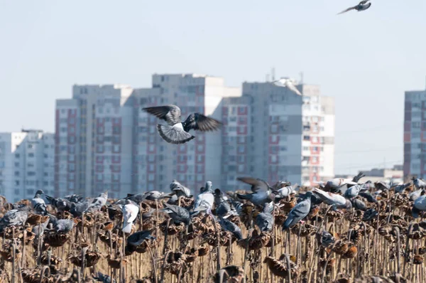 O rebanho voador de pombos — Fotografia de Stock