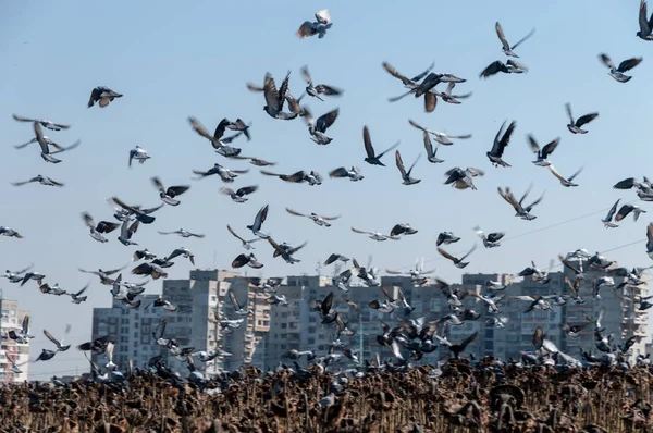 Uçan güvercinler sürüsü