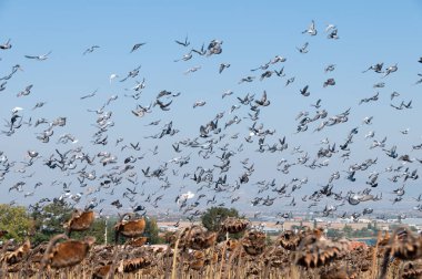 Uçan güvercinler sürüsü