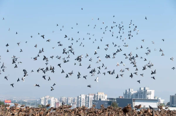 Uçan güvercinler sürüsü