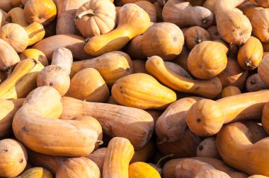 Olgun sonbahar kabaklar