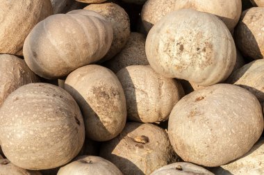 Olgun sonbahar kabaklar