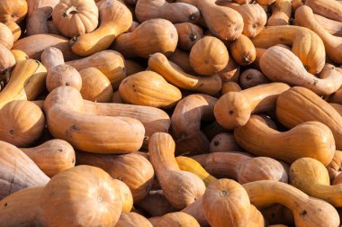 Olgun sonbahar kabaklar