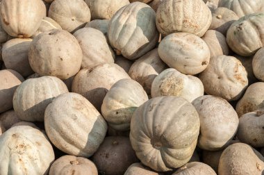 Olgun sonbahar kabaklar