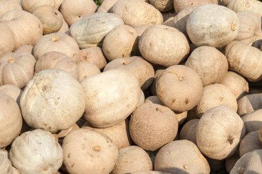 Olgun sonbahar kabaklar