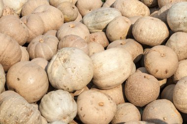 Olgun sonbahar kabaklar