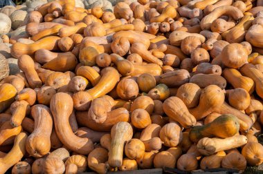 Olgun sonbahar kabaklar