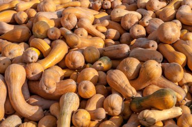 Olgun sonbahar kabaklar