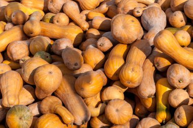 Olgun sonbahar kabaklar