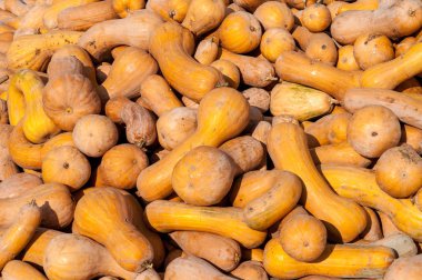 Olgun sonbahar kabaklar