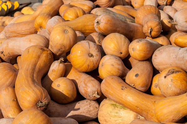 Olgun sonbahar kabaklar