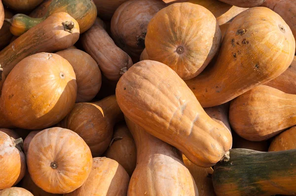 Olgun sonbahar kabaklar