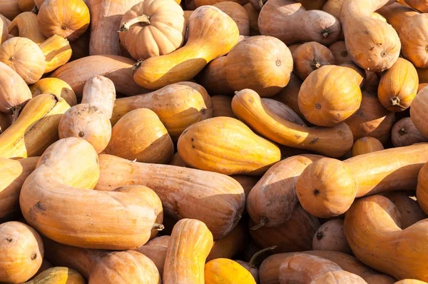 Olgun sonbahar kabaklar