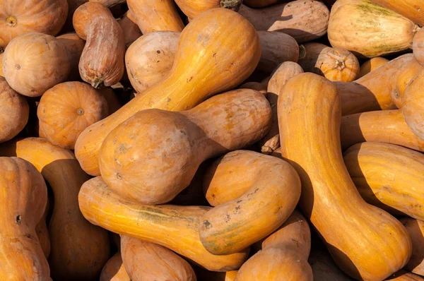 Olgun sonbahar kabaklar