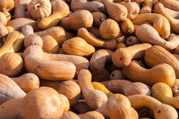 Olgun sonbahar kabaklar