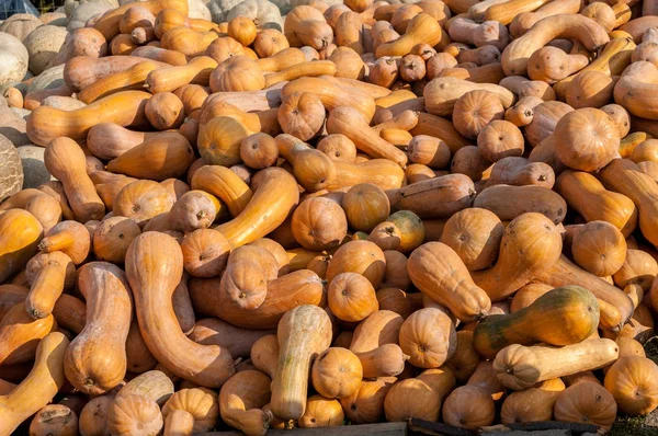 Olgun sonbahar kabaklar