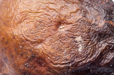 Buruşuk ve çürük kahverengi armut izole