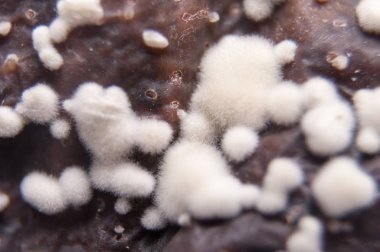 Buruşuk ve çürük kahverengi armut izole