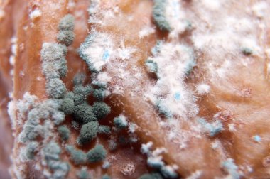 Buruşuk ve çürük kahverengi armut izole