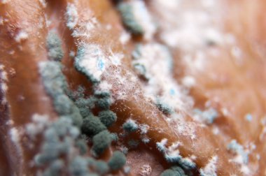 Buruşuk ve çürük kahverengi armut izole