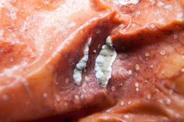 Buruşuk ve çürük kahverengi armut izole