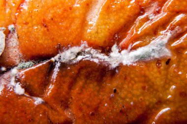 Buruşuk ve çürük kahverengi armut izole