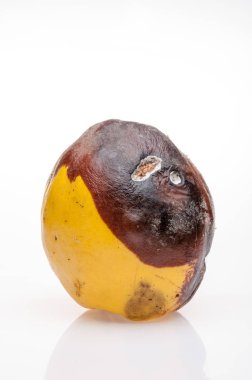 arka plan üzerinde çürüyen Ayva