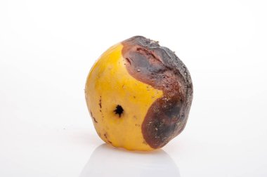 arka plan üzerinde çürüyen Ayva