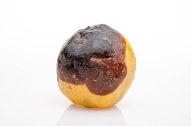 arka plan üzerinde çürüyen Ayva