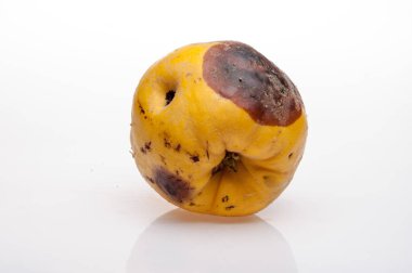 arka plan üzerinde çürüyen Ayva