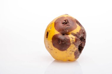 arka plan üzerinde çürüyen Ayva