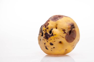 arka plan üzerinde çürüyen Ayva