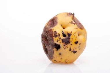 arka plan üzerinde çürüyen Ayva