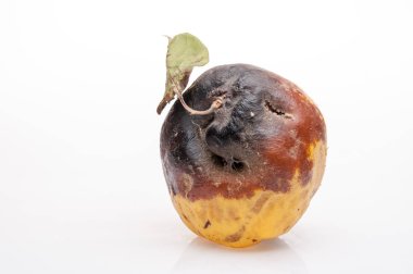 arka plan üzerinde çürüyen Ayva