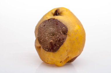 arka plan üzerinde çürüyen Ayva