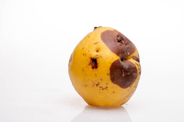 rotting quince on background