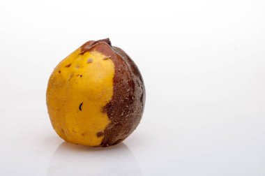 arka plan üzerinde çürüyen Ayva