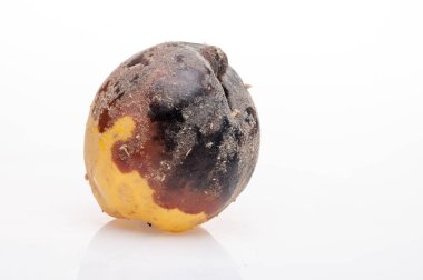 arka plan üzerinde çürüyen Ayva