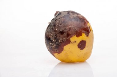 arka plan üzerinde çürüyen Ayva