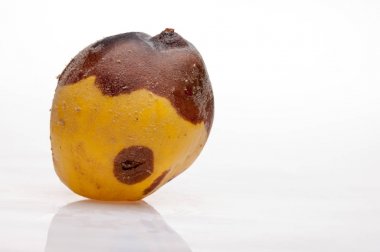 arka plan üzerinde çürüyen Ayva