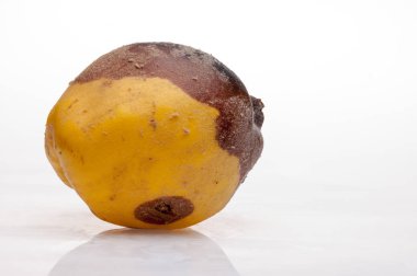 arka plan üzerinde çürüyen Ayva