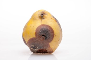 arka plan üzerinde çürüyen Ayva