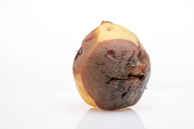 arka plan üzerinde çürüyen Ayva